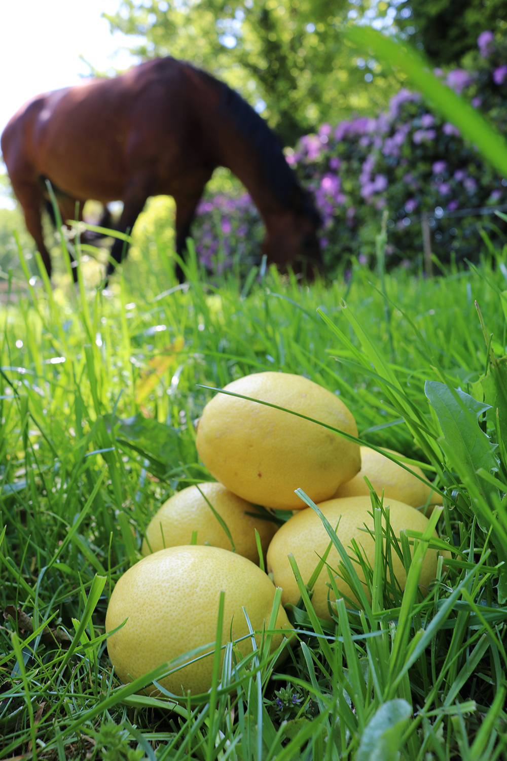 Paarden en aromatherapie; citroen