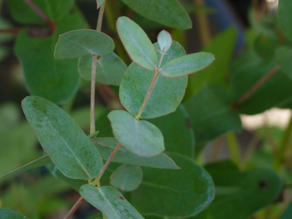 eucalyptus voor paarden