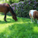 Paard en pony op de wei