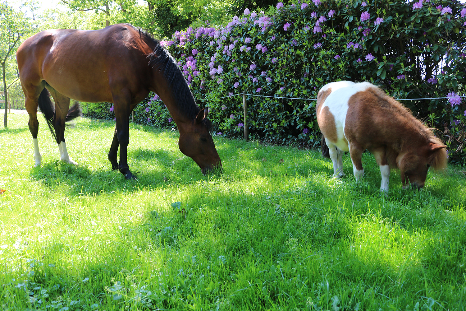 right brain extrovert Paard en pony op de wei