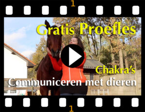 chakra's bij dieren