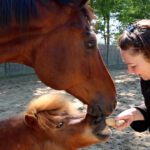 Gember voor paarden