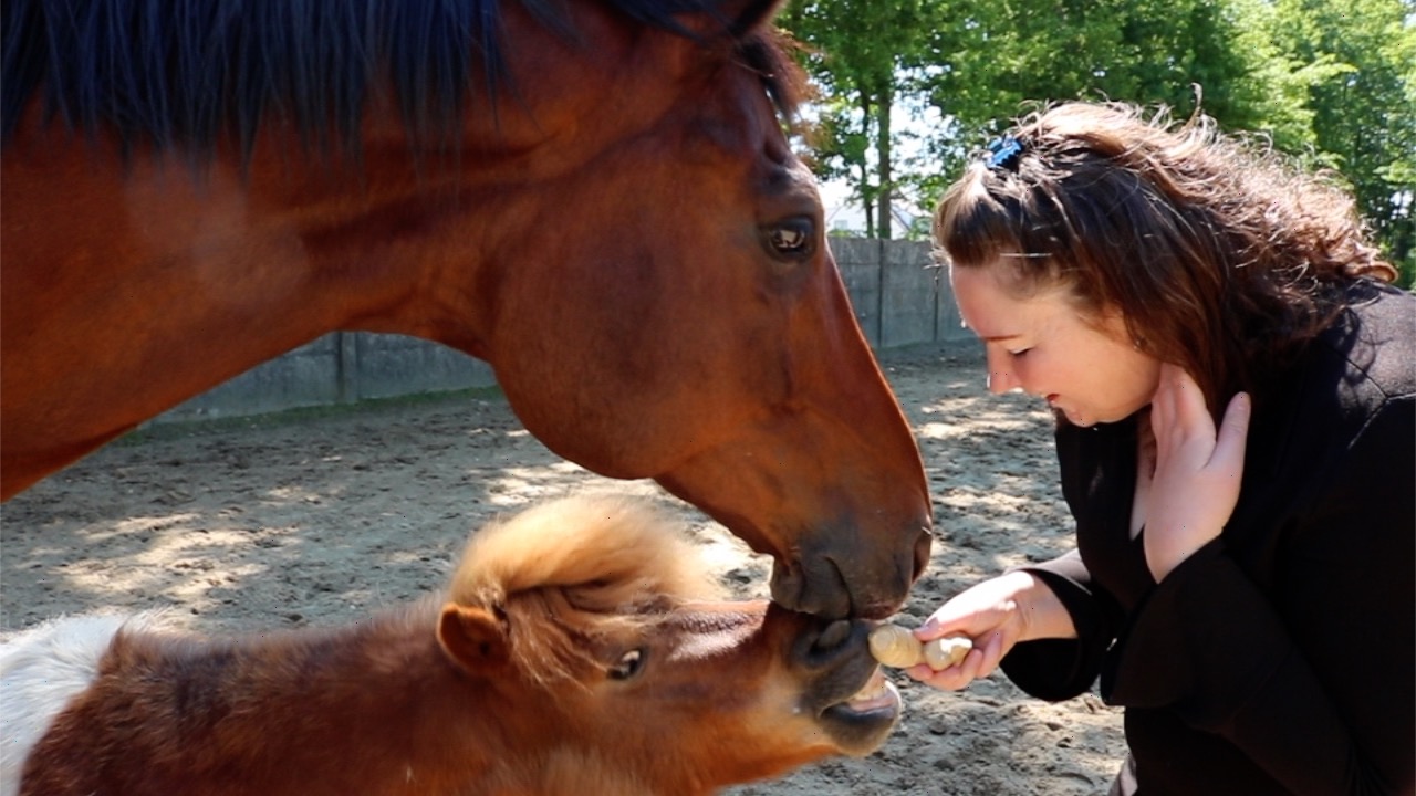 Gember voor paarden