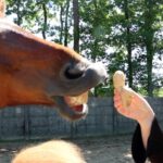 paard ruikt aan gember voor paarden