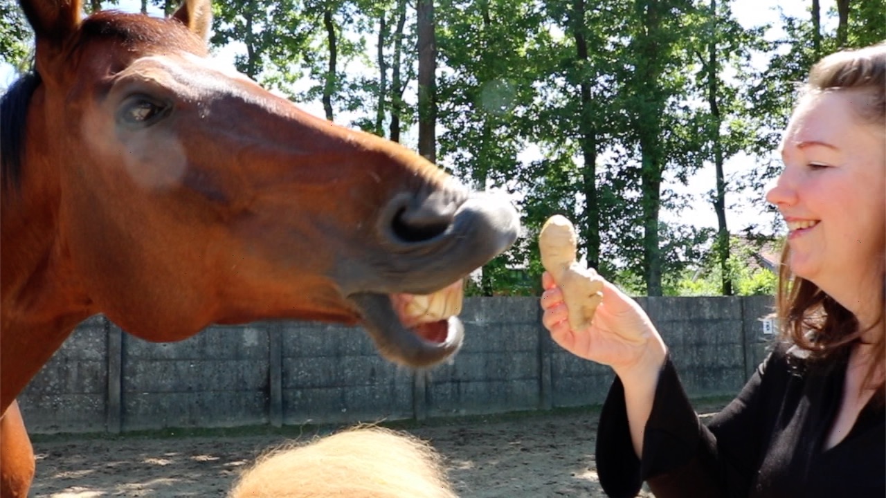 paard ruikt aan gember voor paarden