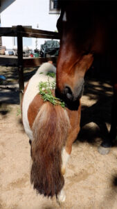 Kleefkruid paard en pony