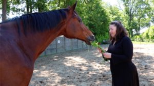 Kleefkruid voor paarden