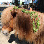 Kleefkruid voor paarden