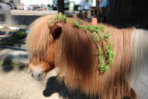 Kleefkruid op pony