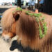 Kleefkruid op pony