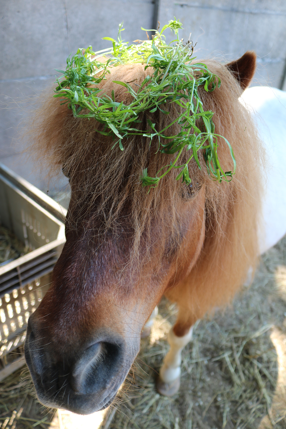 pony en kleefkruid bij paarden