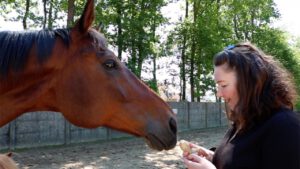 Gember voor paarden