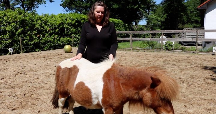 2e chakra bij paarden