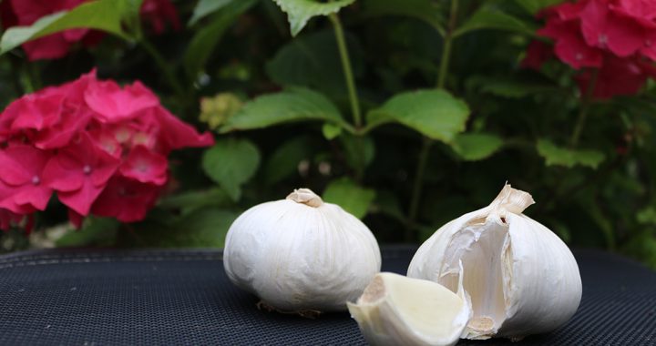 Aromatherapie paard; knoflook