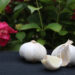 Knoflook aan paard geven