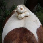 knoflook voor paarden