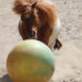 Spelende shetlander