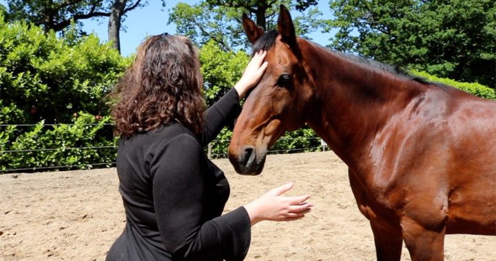 6e chakra bij paarden
