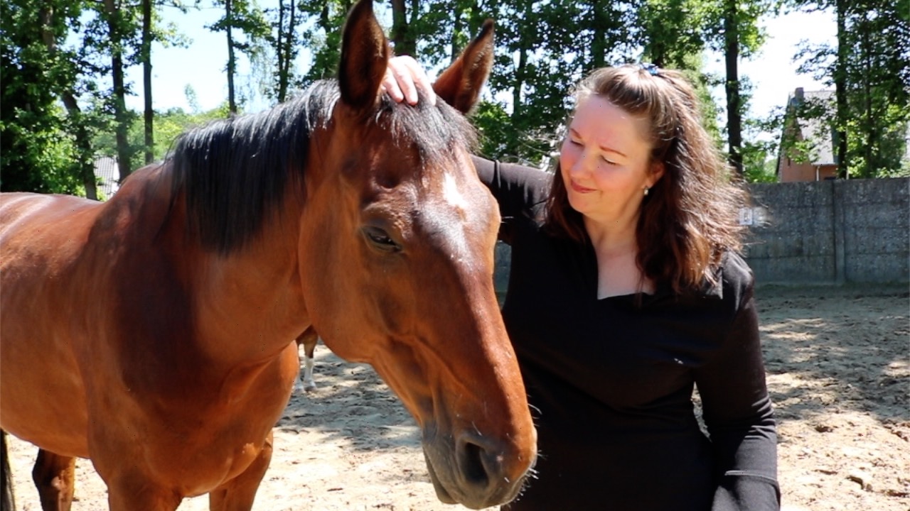 Communiceren met dieren, reading paard