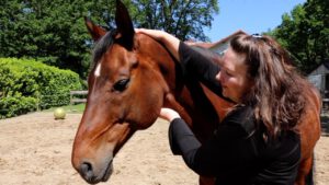5e chakra Keelchakra paard Cursus Chakra's bij dieren telepathische communiceren met dieren