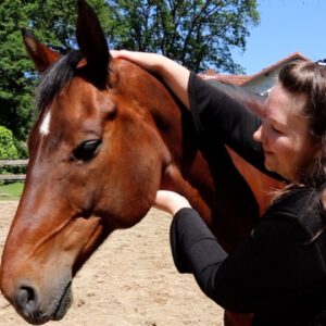 5e chakra Keelchakra paard Cursus Chakra's bij dieren