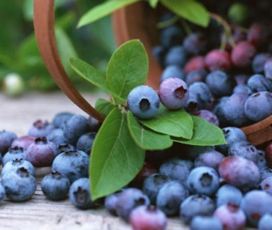 Planten voor paarden; blauwe bosbes