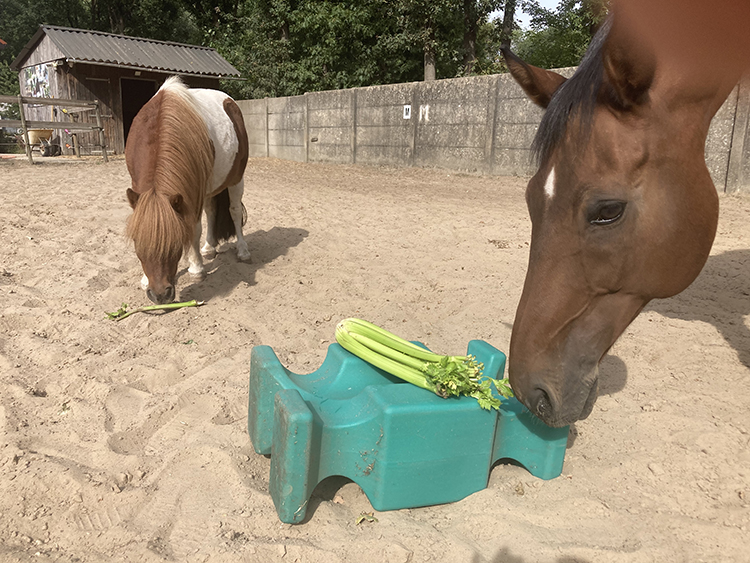 bleekselderij voor paarden