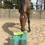 bleekselderij voor paarden