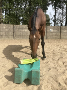 bleekselderij voor paarden