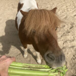 bleekselderij voor paarden