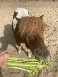 bleekselderij voor paarden