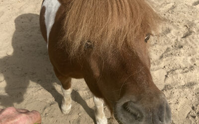 Paarden en planten; bleekselderij