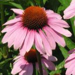 echinacea voor paarden