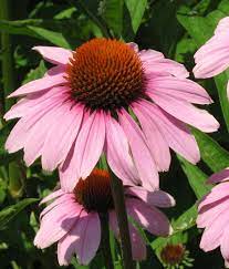 echinacea paard