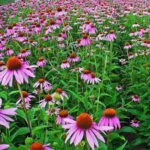 rode zonnehoed voor paarden paard echinacea voor paarden