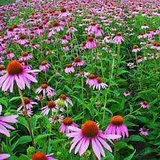 Mineralen voor paarden; echinacea (rode zonnehoed)