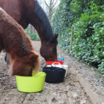 mineralenbuffet paard mineralen voor paarden himalayazout voor paarden Regenschurft bij paarden