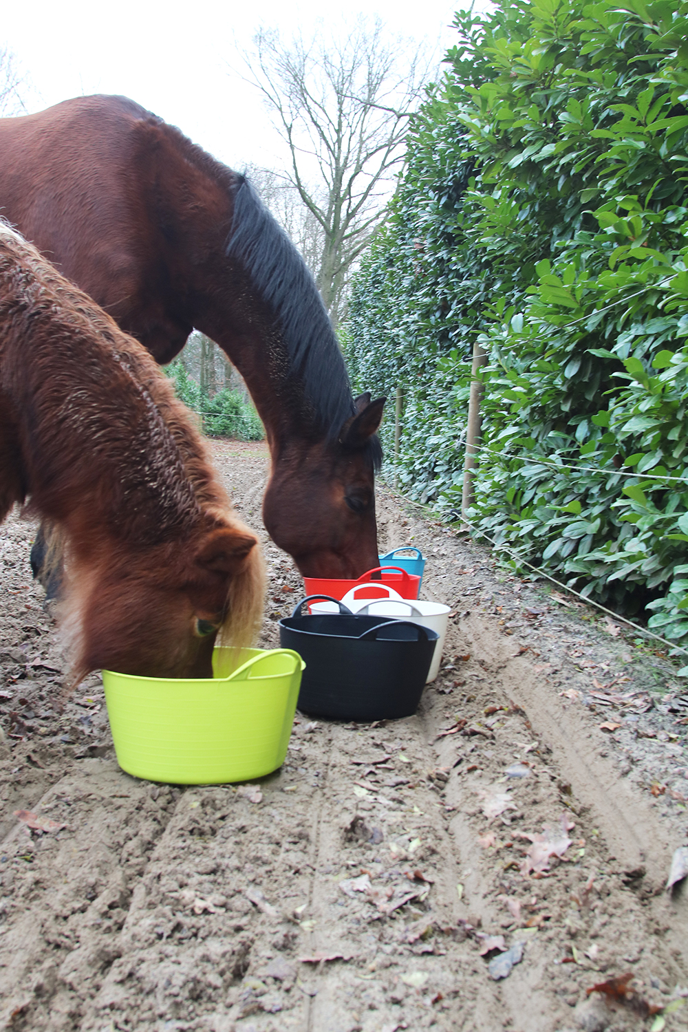 mineralenbuffet paard mineralen voor paarden veendrenkstof