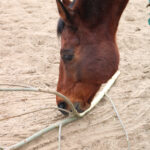 wilg voor paarden