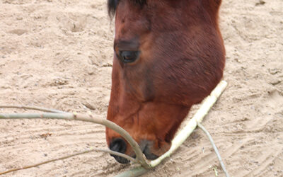 Bomen voor paarden; wilg