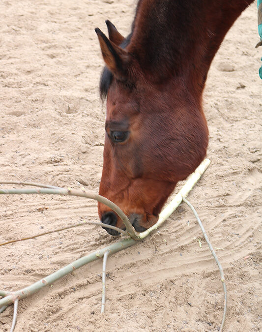 Wilg voor paarden
