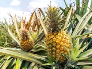 fruit voor paarden ananas
