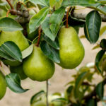 Peren voor paartden