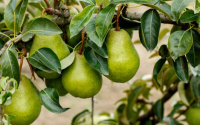 Peren voor paarden