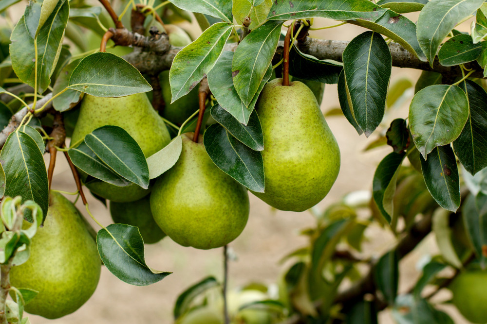 Peren voor paarden