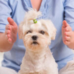 healing dieren PaardenNatuurlijk Healing bij dieren telepathisch contact met dieren reading hond