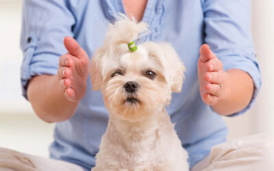 Wat verwachten van healing bij dieren