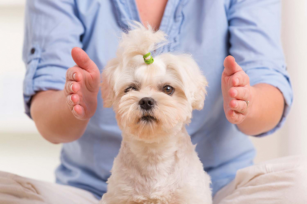 Healing bij dieren