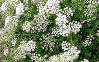 Aromatherapie voor paarden; anijs