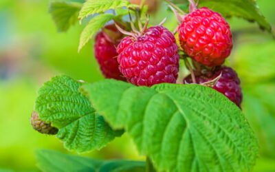 Planten voor paarden; framboos en framboosblad